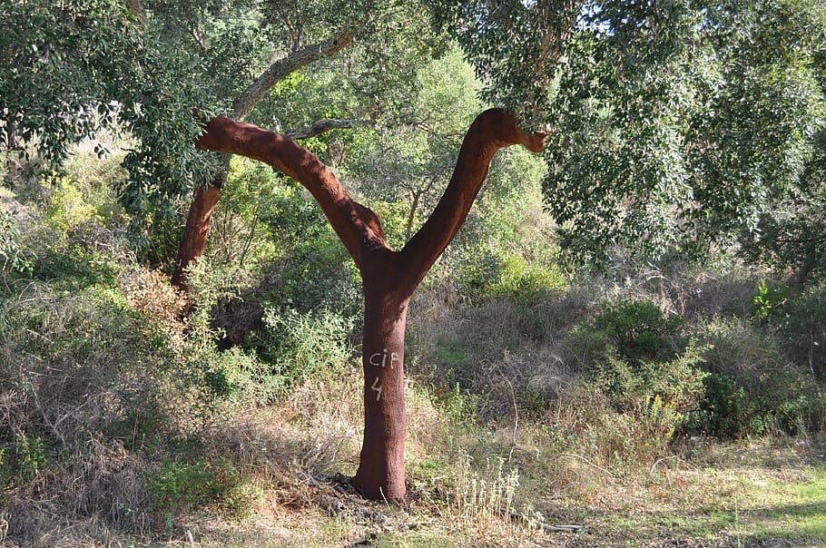 tree, cork, bark, layer, cork oak, nature, natural product, tree bark, tribe, log