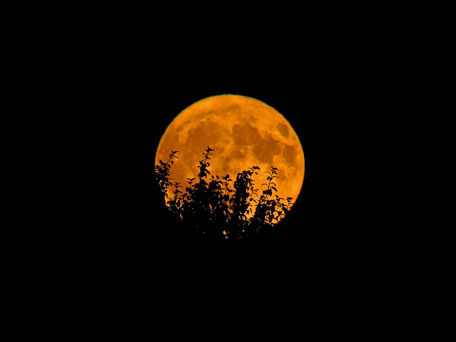 full, moon, orange, trees, silhouette, night, outdoors, nature, sky, space