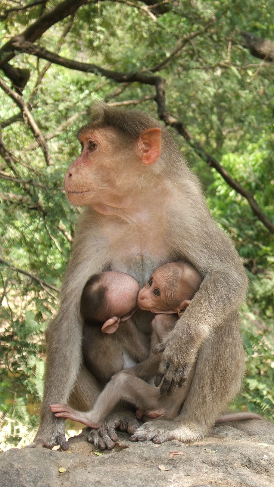 macaque, twins, india, monkey, primate, animal, animal wildlife, animal themes, mammal, animals in the wild