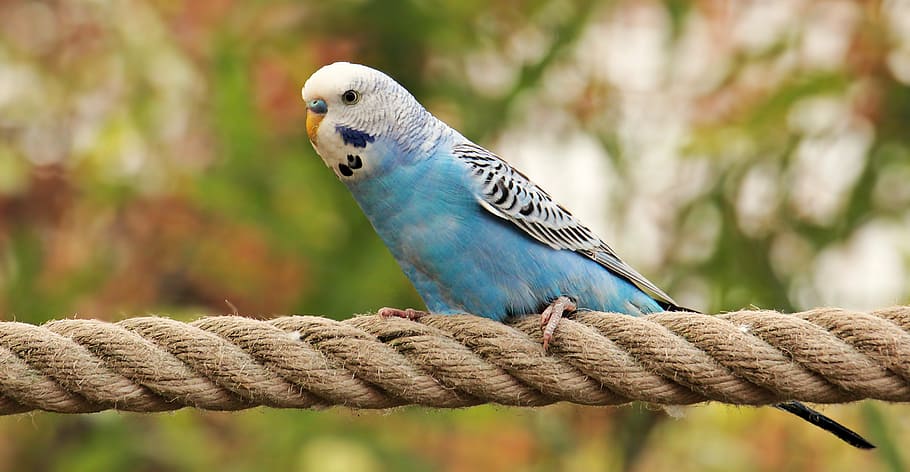 photography, blue, white, parakeet, budgie, bird, blue and white budgie, blue-white bird, animal, animal world