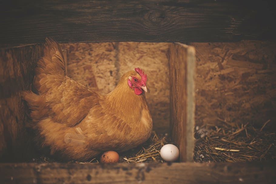 brown chicken painting, animal, barn, bird, chicken, eggs, farm, hen, livestock, nest