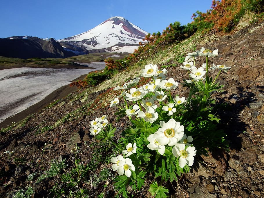 el volcán avachinsky, verano, flores, meseta de la montaña, kamchatka, península, paisaje, montañas, nieve, flores en la escoria
