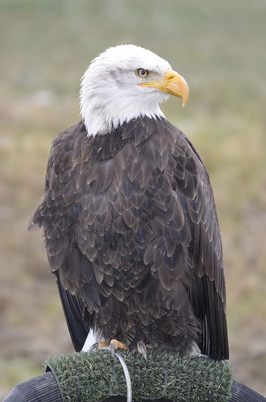 águila de cola blanca, plumas de águila, cetrería, escudo de ave, rapaz, águila calva, cierre, pluma, pájaros, ala