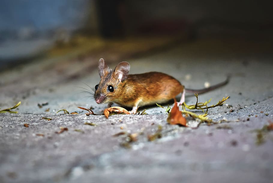 ratón, ratón de madera, nager, forrajeo, roedor, marrón, ojos de botón, animal salvaje, animal, pequeño