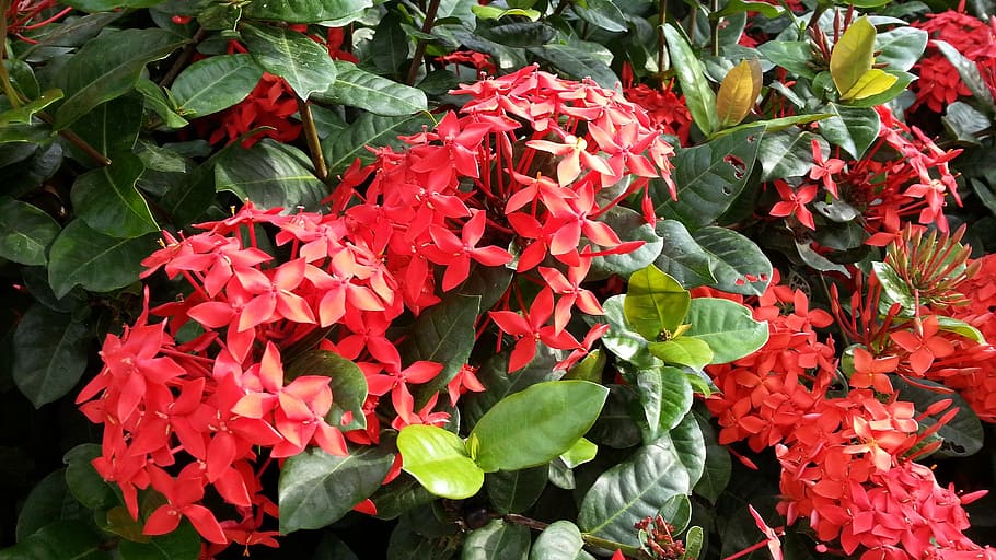 red flowers, flowering, ixora cultivar, green leaves, petals, flora, plant, flower, red, nature