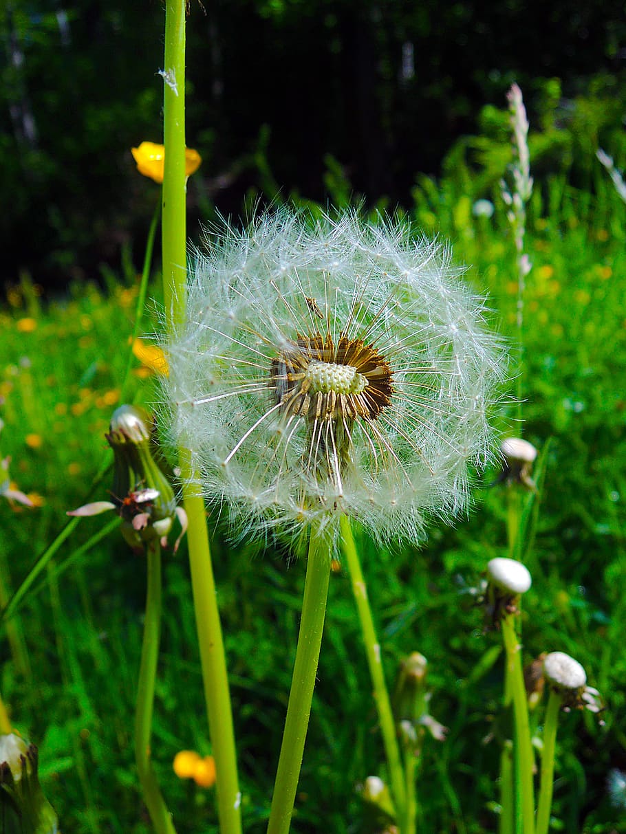 dandelion, withered, nature, withered bloom, transience, flower, plant, flowering plant, fragility, vulnerability