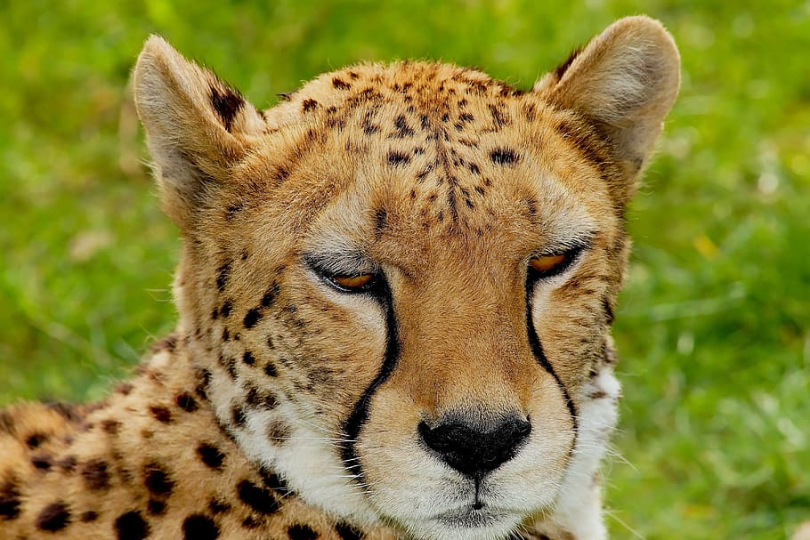 superficial, fotografía de enfoque, leopardo, gato, guepardo, África, naturaleza, gato grande, depredador, animal