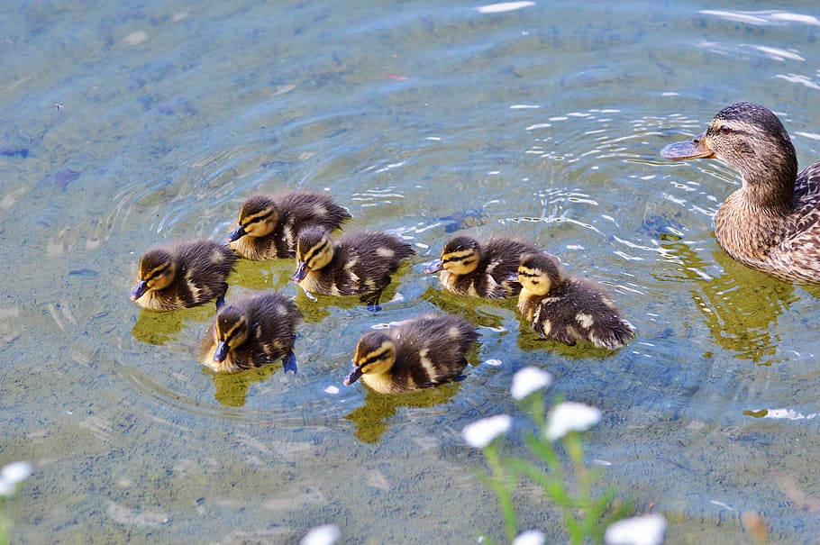 女性 群れ 水 雛 アヒルの子 アヒル 水の鳥 動物の子供 かわいい ふわふわ Pxfuel