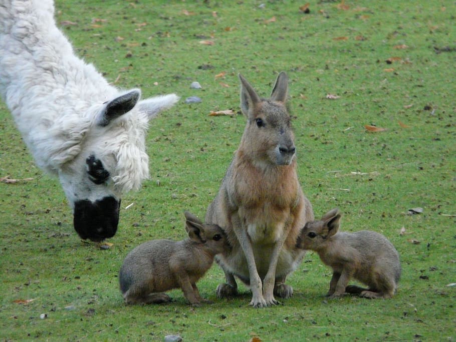 tres, canguro, verde, campo, Mara, conejo, pequeños, animales, mara grande, animales pequeños