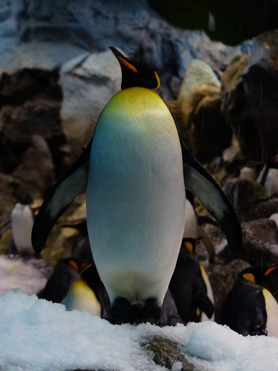 king penguin, penguin, King Penguin, penguin, aptenodytes patagonicus, breast, yellow, white, spheniscidae, big penguin, aptenodytes