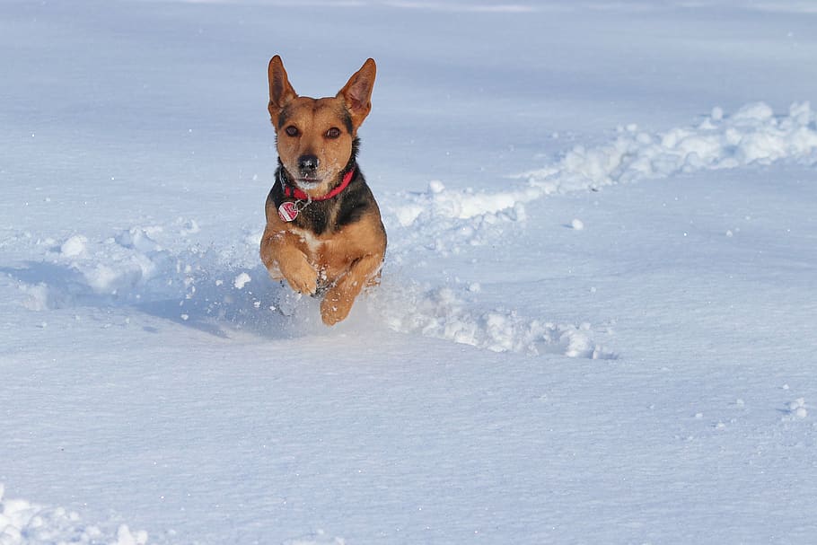 perro, nieve, carrera, jugar, ágil, divertido, invierno, mundo animal, frío, nevado