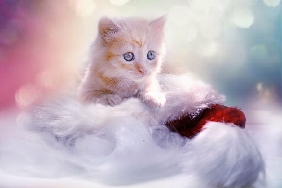 oranye, kucing betina, anak kucing, putih, bulu, abu-abu, jantung, kucing, natal, hewan peliharaan
