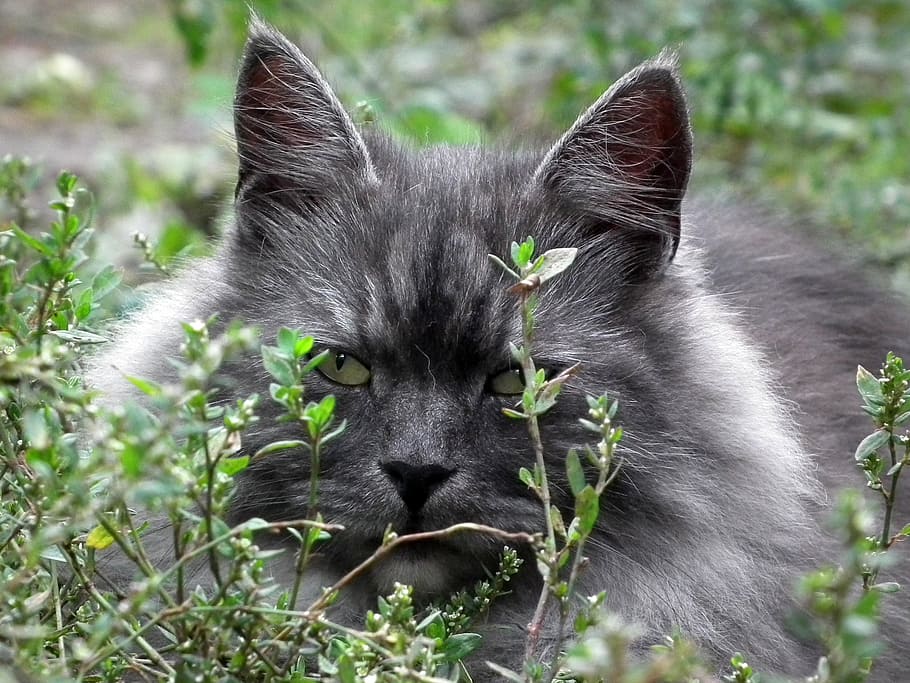 gray, white, cat, hiding, behind, bushes, siberian, portrait, cat's eye, cute