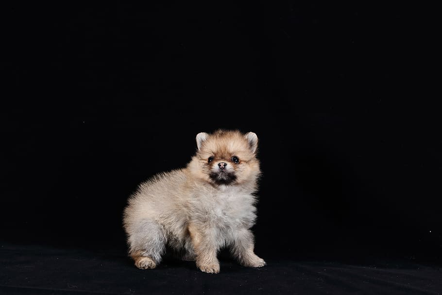 Pomerania Perro Marron Blanco Bebe Raza Retrato Modelo De Moda Encantador Mascotas Pxfuel