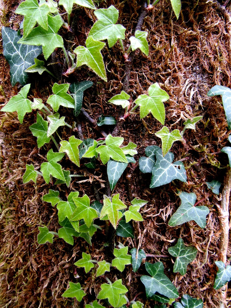 ivy, pendaki, ivy umum, helix hedera, pohon, daun ivy, daun, bagian tanaman, pertumbuhan, warna hijau