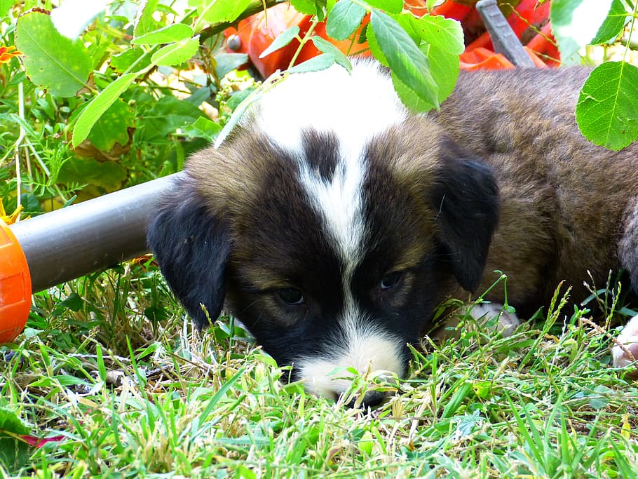 Cachorro Jovem Cansado Sonolento Fofo Animal De Estimacao Animal Cachorrinho Pequeno Malhado Pxfuel