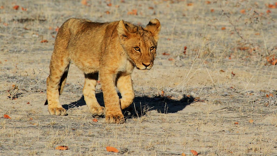 cachorro de león, león, etosha, namibia, áfrica, safari, temas de animales, animal, mamífero, felino