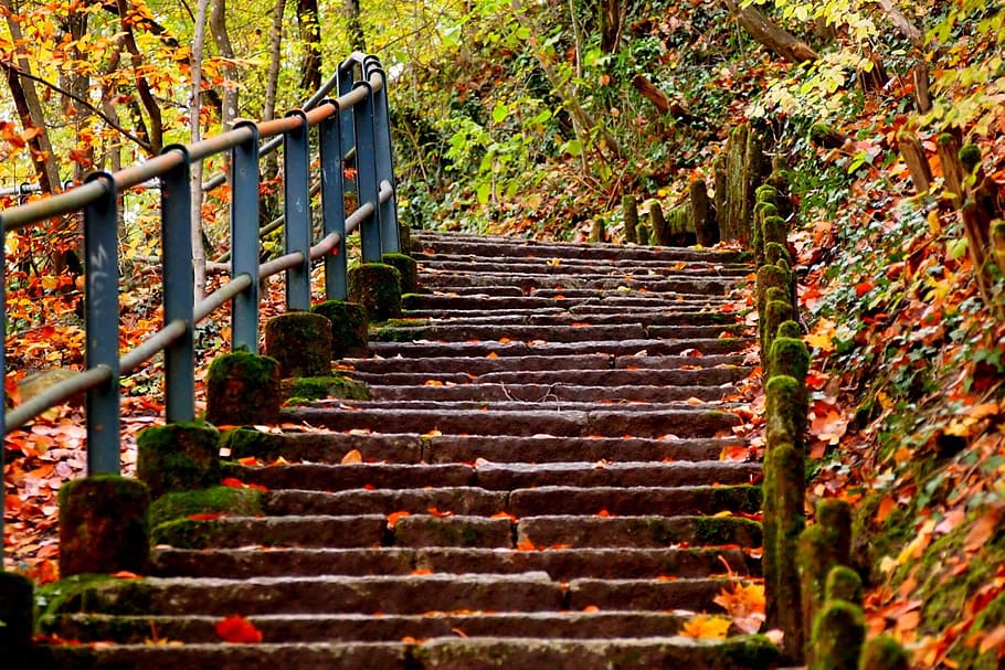 marrón, hormigón, escaleras, durante el día, naturaleza, otoño, al aire libre, hojas, hoja, carretera