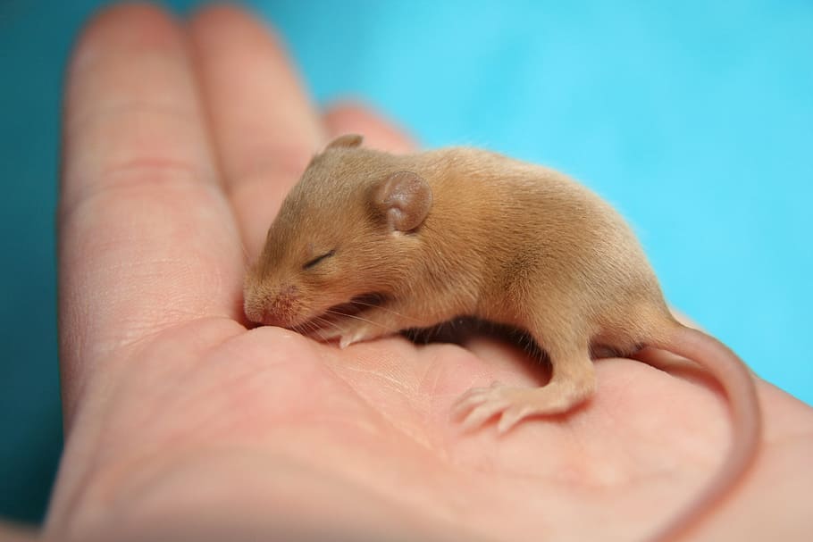 close-up photo, sleeping, brown, mice, human, palm, mouse, color mouse, hand, baby