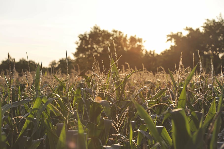 foto, campo de maíz, inclinación, cambio, lente, fotografía, verde, campo, cultivos, agricultura