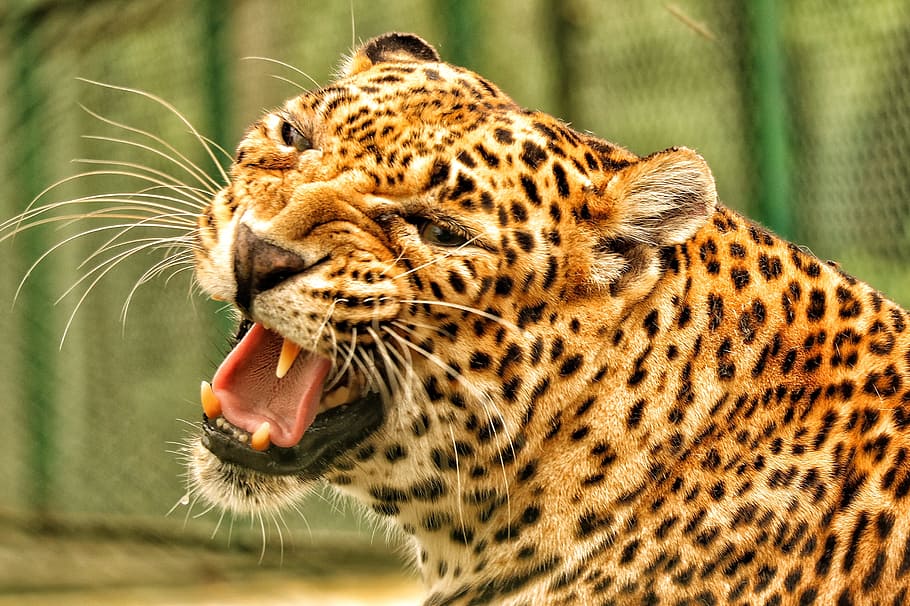 closeup, leopard, wildlife, photography, animals, save leopard, nature, forest, roar, hunter