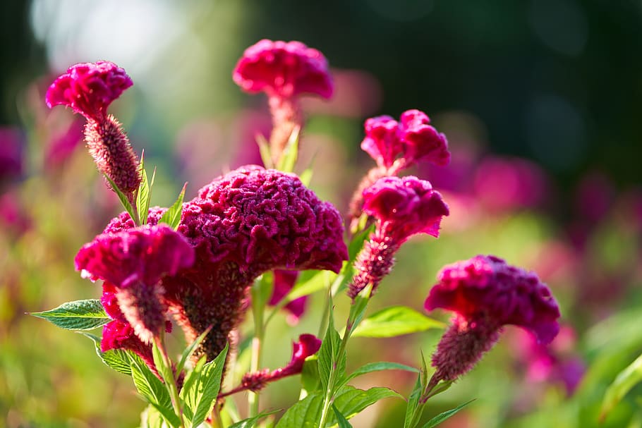 cockscomb flower, red flower, garden, plant, flowering plant, flower, growth, freshness, beauty in nature, close-up