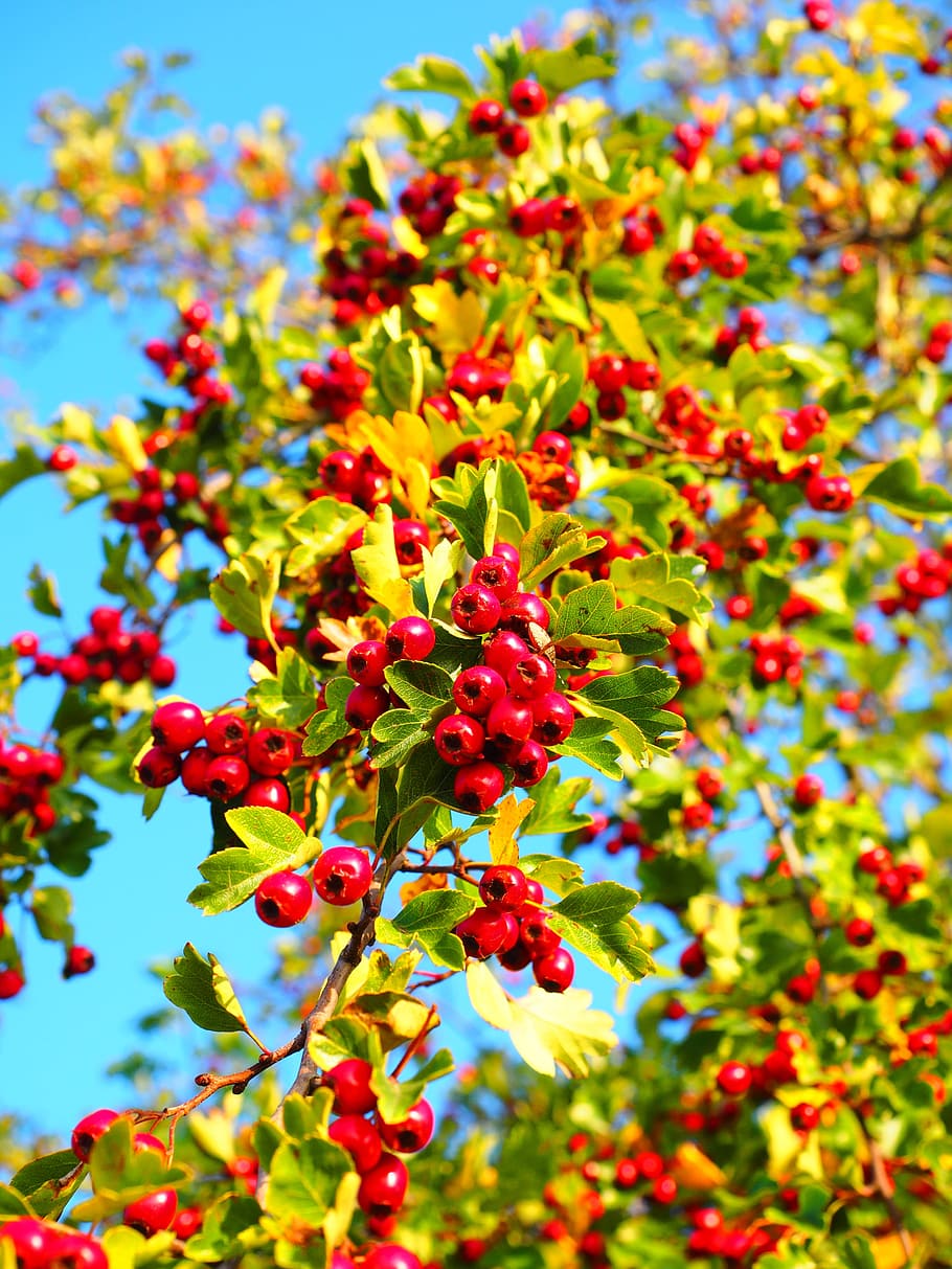 Berries, Fruits, red, eingriffeliger hawthorn, bush, hedge, leaves, aesthetic, crataegus monogyna, hawthorn