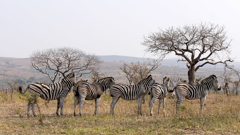 five, white-and-black zebras, standing, green, grass, south africa, hluhluwe, zebras, wild animal, structure