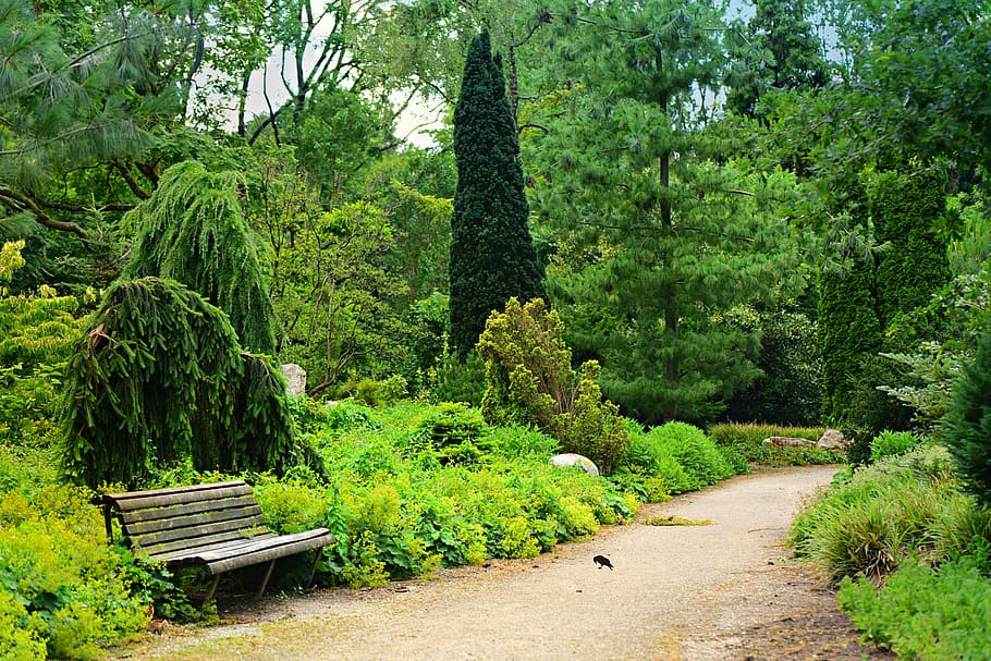 park, path, bench, conifer garden, nature, scenic, walk, relaxation, leisure, mental health