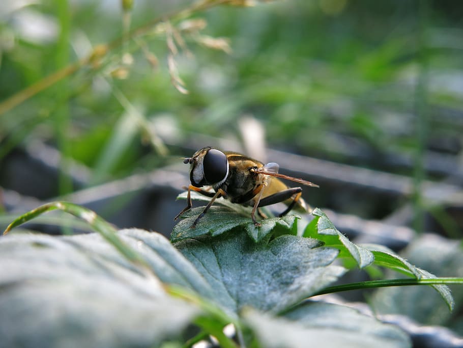 Fly photo. Болото и мухи.