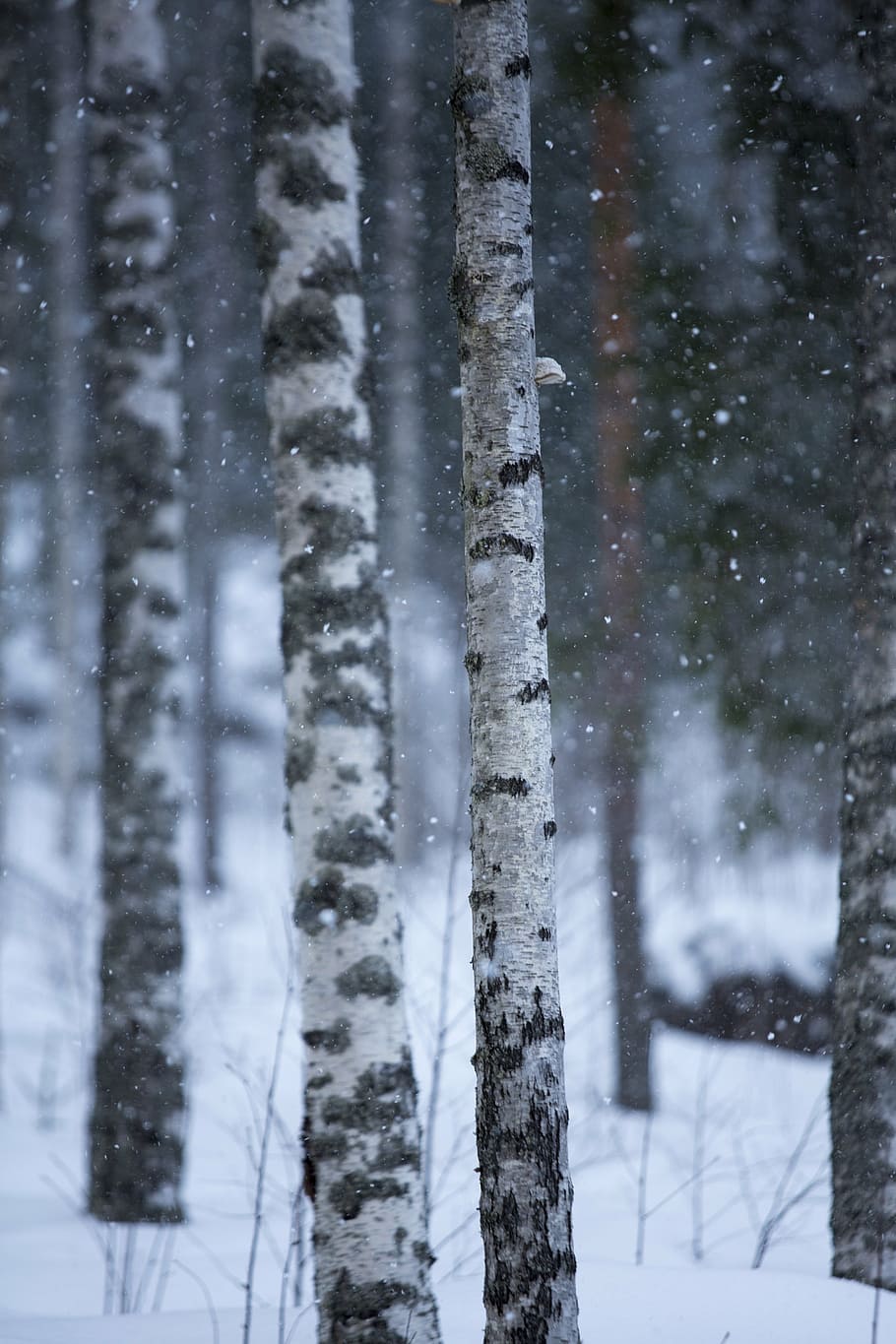 Холодно в лесу. Холодно природа. . 6. Сделайте фото, используя Естественные рамки снег.