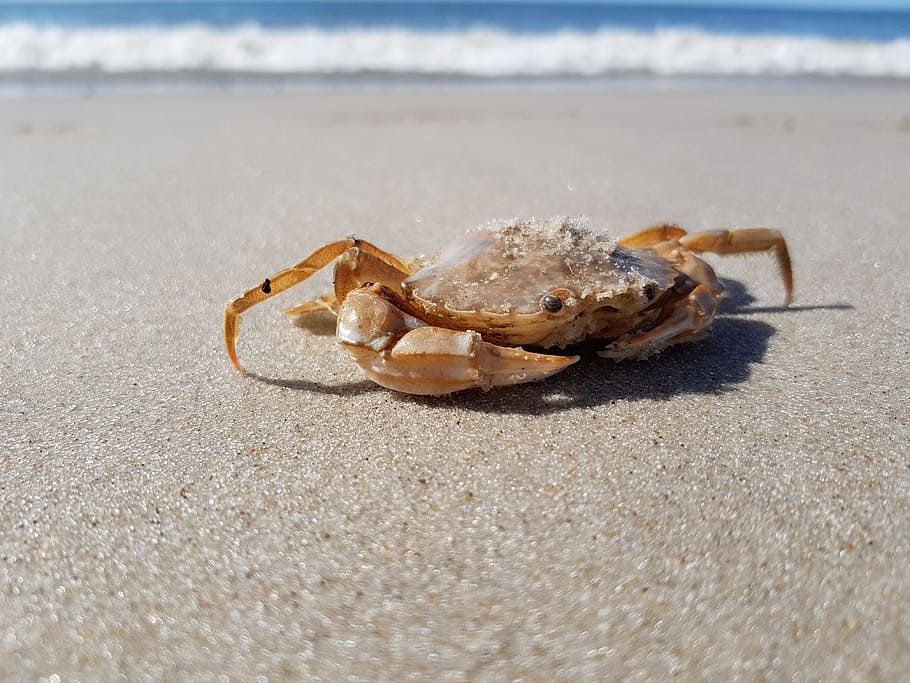 cancer, animal, crab, meeresbewohner, shear, north sea crab, shellfish, north sea, sand, sea