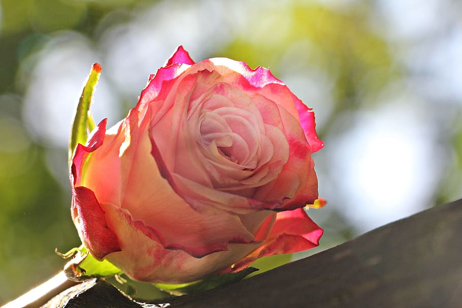 pink, rose, flower, closeup, culture rose, floribunda, white, pink white, pink white rose, blossom