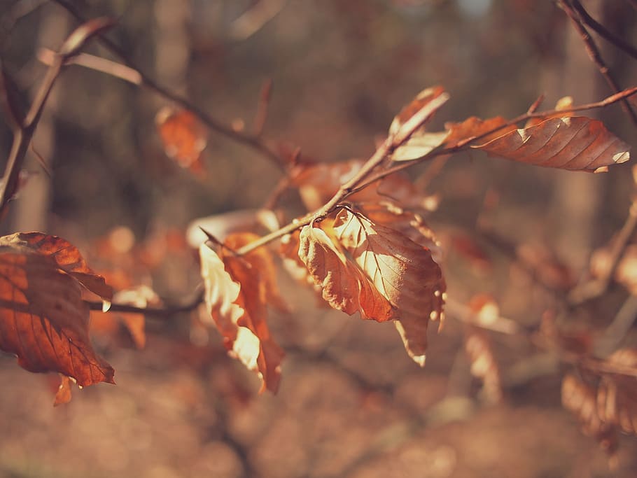 selectivo, foto de enfoque, marrón, hojas, macro, tiro, seco, árboles, otoño, ninguna gente