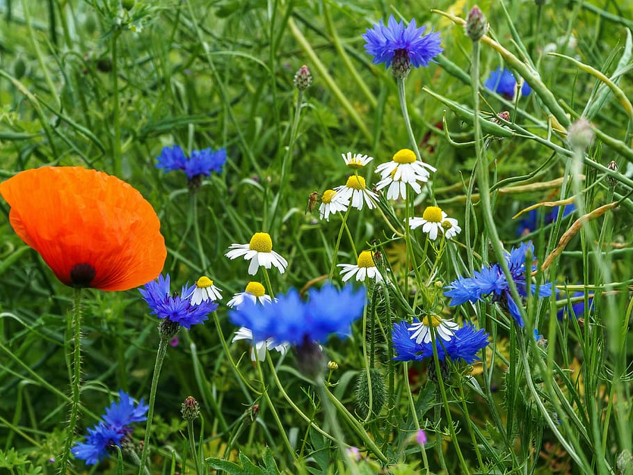 Poppy, Balm, Cornflower, Grass, red, blue, green, summer, meadow, flower