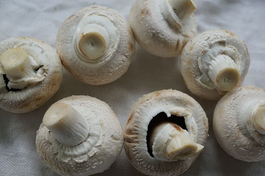 White Mushroom, Eat, Healthy, mushrooms, white, frisch, cook, fry, food, food and drink