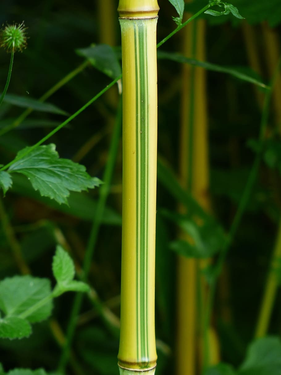 Bambú, tallo, verde, amarillo, regaliz, poaceae, phyllostachys, p, aureosulcata spectabilis, phyllostachys aureosulcata