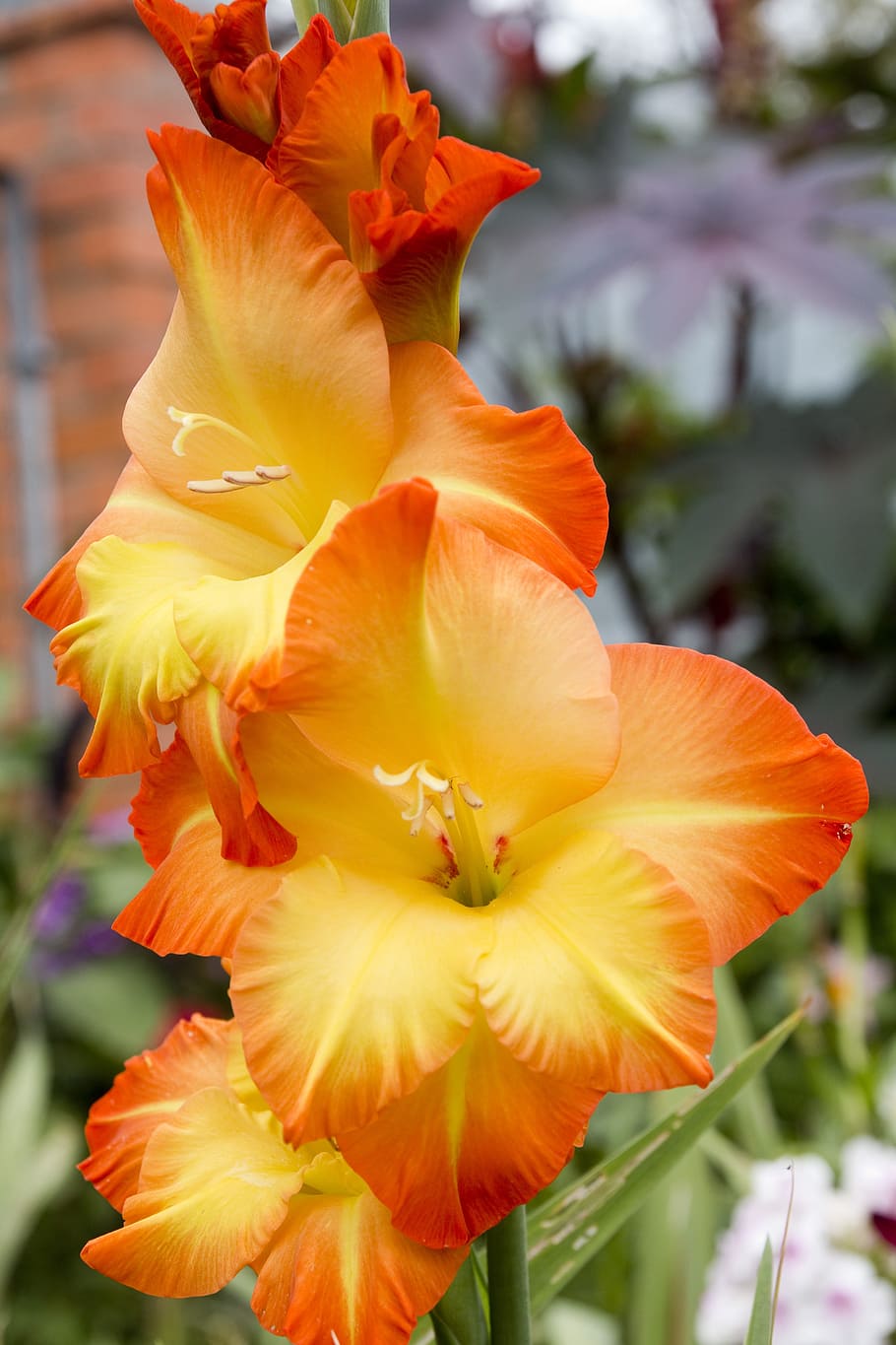 foto de primer plano, flores de gladiola naranja y amarillo, gladiolo, floral, verde, naturaleza, verano, planta, pétalo, jardín