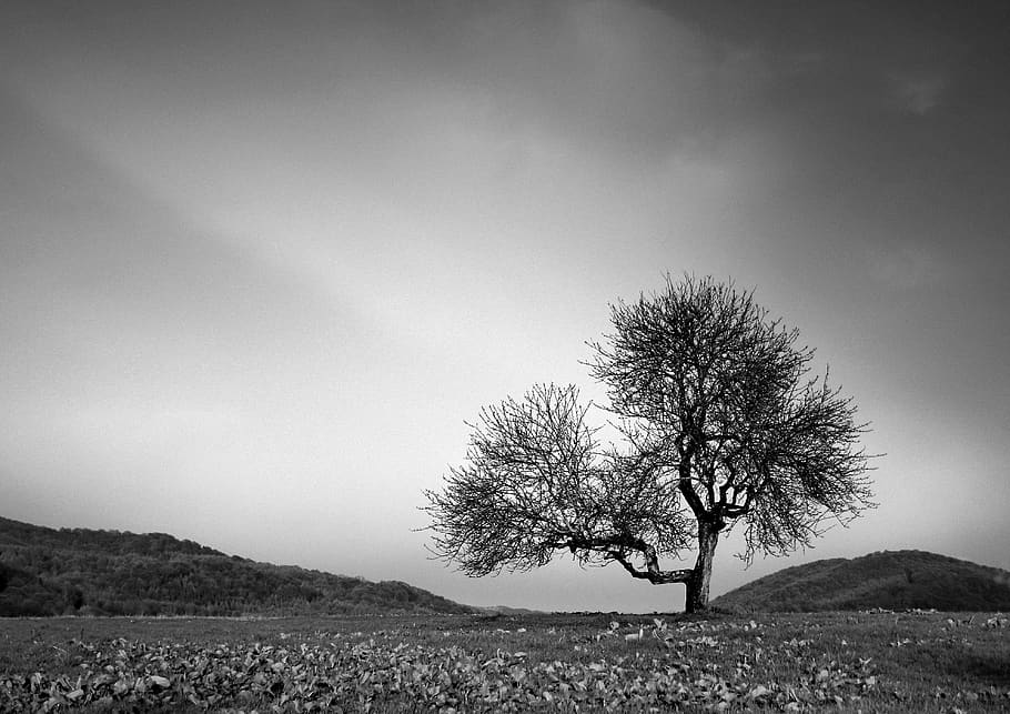 tree, loneliness, landscape, sadness, lonely, mood, figure, quiet, abandoned, atmosphere