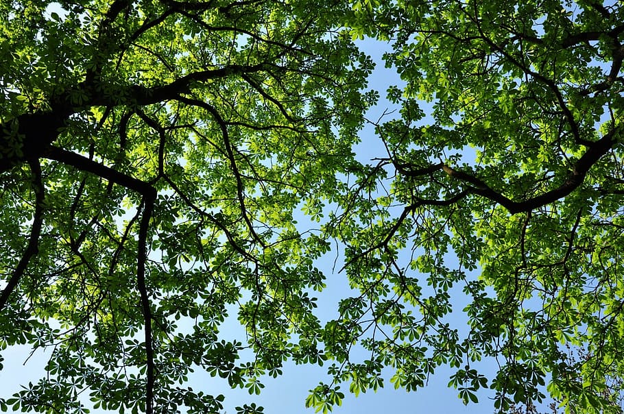 worm, eye view, trees, greenery, leaves, leafy, branches, foliage, flora, looking up