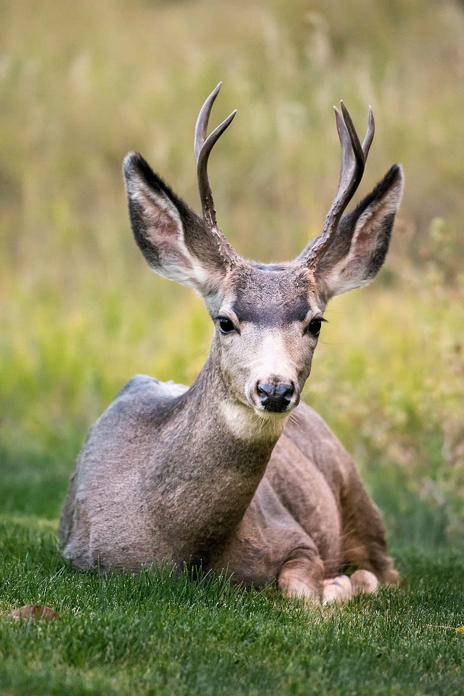 brown, deer, lying, green, grass field, shallow, focus, photography, gray, sitting