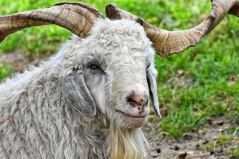 billy goat, cashmere goat, wool goat, goat, cute, scratch, funny, white, kid, nature