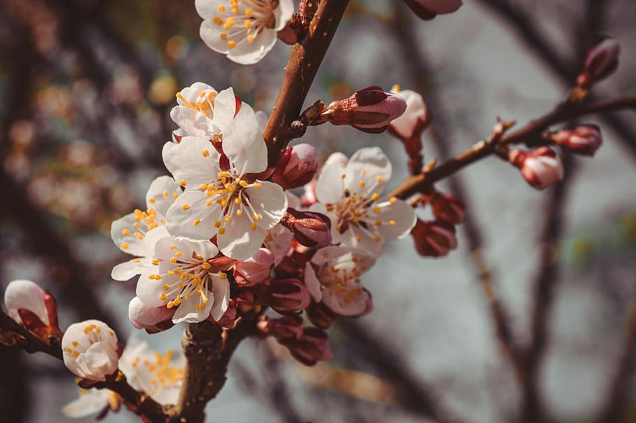 bunga, pohon, musim semi, cabang berbunga, pohon berbunga, sakura, ceri, apel, aprikot, closeup