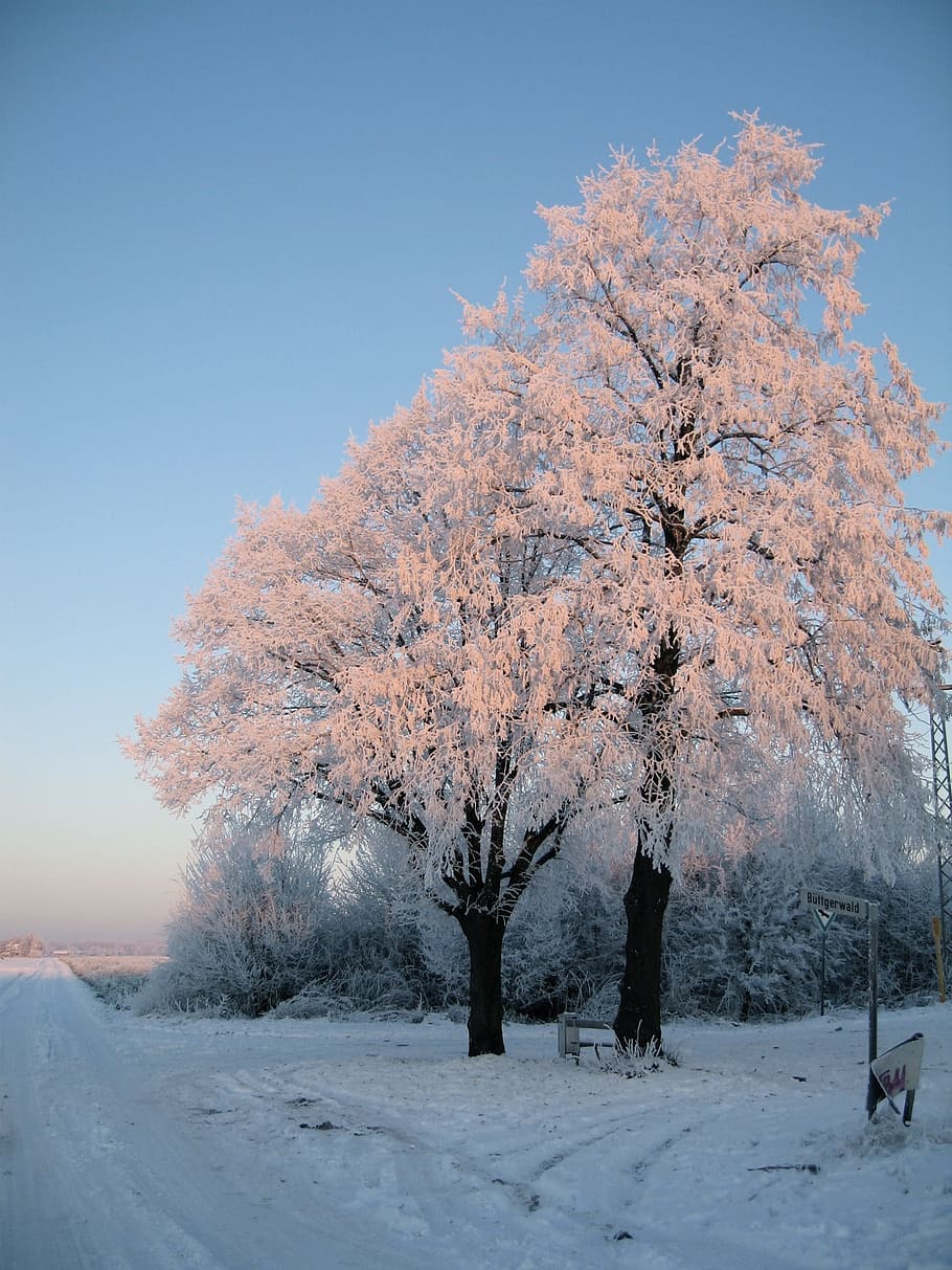 木, 雪, 冬, 寒さ, 自然, 風景, 植物, 自然の美しさ, 空, 白い色