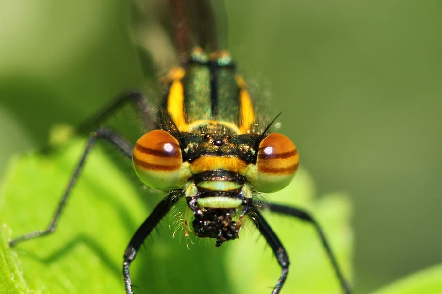 dragonfly, early adonis dragonfly, adonis dragonfly, slender dragonfly, pyrrhosama nymphula, april, eyes, insect, macro, nature