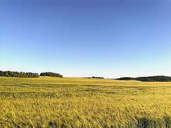 field-summer-meadow-nature-royalty-free-