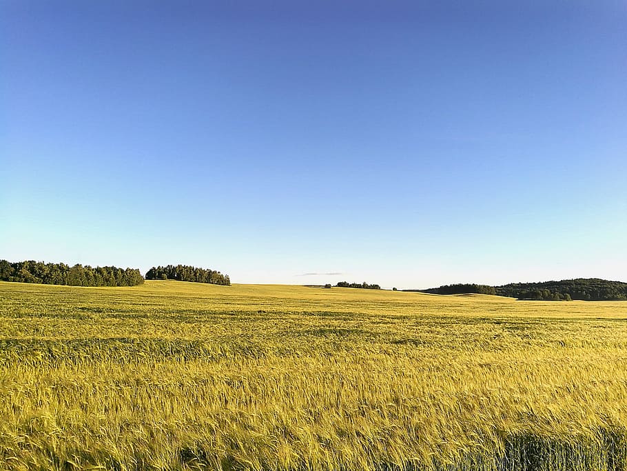 field, summer, meadow, nature, landscape, tree, sky, rye, spikes, belarus