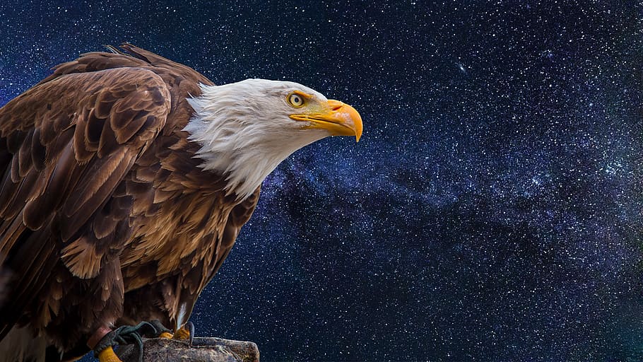 Ilustración del águila, fondo estrellado del cielo nocturno, águilas calvas, Adler, rapaz, pájaro, águila calva, Estados Unidos, ave de rapiña, águila de cola blanca