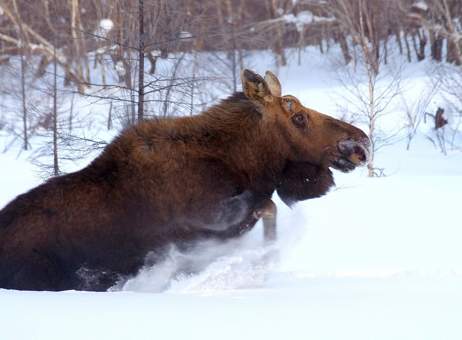 Elk, Wild Animal, Beast, Danger, Panic, the jitters, living nature, winter, snow, cold temperature