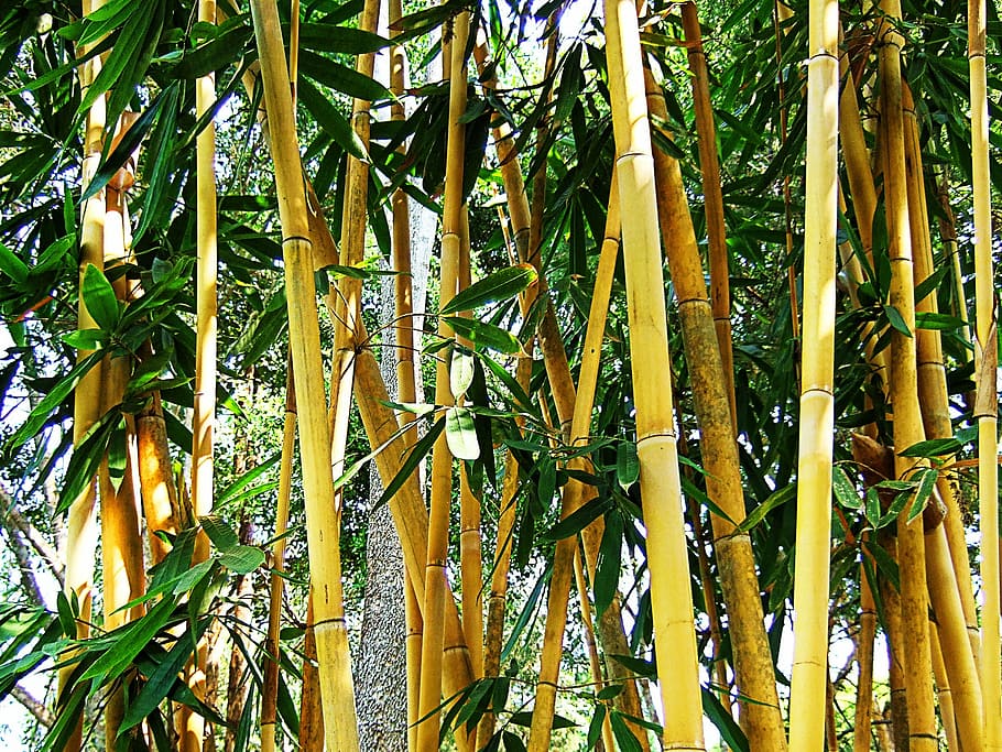bamboo, shrub, leaves, green, brown, texture, thailand, asia, growth, plant